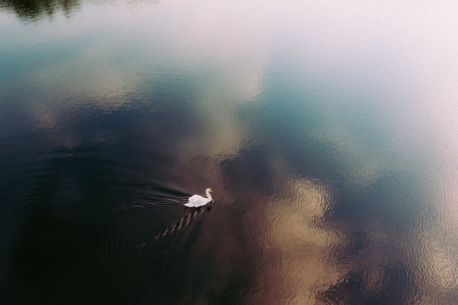 Ensam svan i sjö eller hav
